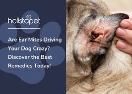 Image result for what do otodectes cynotis look like in dog fur