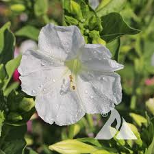 Image result for Mirabilis jalapa