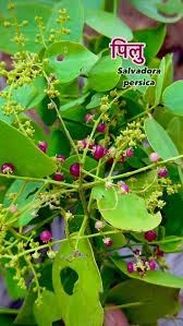 Image result for Salvadoraceae