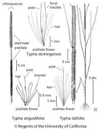 Image result for Typha