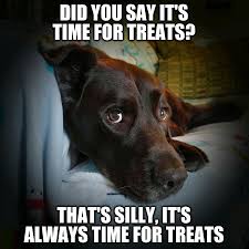 Treats Please Chuckie The Chocolate Lab Teamchuckie Labrador Retriever Labrador Funny Labrador Dog