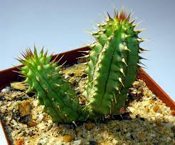 Eliminate the jitters and nervousness caused by other diet pills and weight loss products. What Is Hoodia Does It Work For Weight Loss Side Effects Of Hoodia