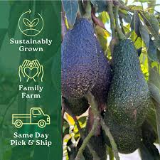 Image result for Avocado 1972 Crown