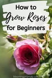 How To Grow Roses For Beginners Growing Roses Planting Roses Gardening For Dummies