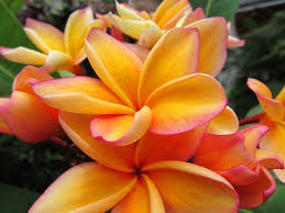 Pin On Plants Color Salmon Apricot Coral