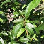 Image result for Hexalobus monopetalus