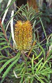 Image result for Barleria spinulosa