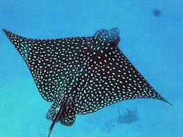 A canvas print is available here: Spotted Eagle Ray Profile Traits Facts Breeding Habitat Seafish