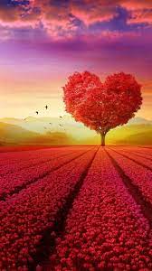 To download these hd mobile wallpapers you don't need to an expert, you'll get these without paying any dime. Hearts In Nature Wallpapers Top Free Hearts In Nature Backgrounds Wallpaperaccess