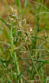 Image result for Schmidtia kalahariensis