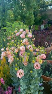 Image result for eustoma lisianthus in garden
