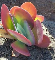 Flapjack Kalanchoe Luciae Aka Red Pancakes Paddle Plants And Desert Cabbage Choice Leaf Rosette Cuttings Pre Wired Plant In 2020 Paddle Plant Succulents Succulent Gardening
