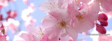 26 vintage facebook cover ideas. Flowers Cherry Blossoms 3 Facebook Cover Photos