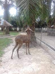 Aug 13, 2016 · kebun binatang ini terletak di pematang siantar, sumatra utara. Www Daily Wife Com Jalan Jalan R Zoo Di Serdang Bedagai Sumut