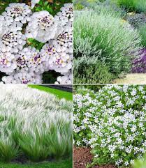 Winterhartes Staudenbeet Eleganz In Weiss 12 Pflanzen Federgras Lavendel Weiss In 2020 Staudenbeet Winterharte Stauden Pflanzen