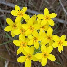 Image result for Sebaea