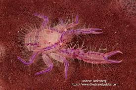 Image result for Tristachya lualabaensis