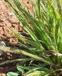 Image result for Eragrostis rogersii
