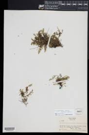 Image result for Crepidomanes chevalieri