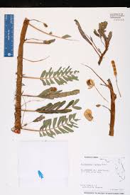 Image result for Aeschynomene pfundii