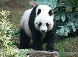 We have two primary branches of panda: Grosser Panda Wikipedia