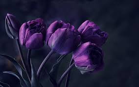 Check spelling or type a new query. Black Tulip Wallpapers Top Free Black Tulip Backgrounds Wallpaperaccess