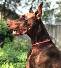 kahverengi desenli kopek kopek doberman yavru kopek