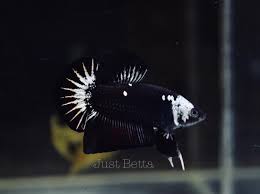 6/5 đường 51 ,phường hiệp bình chánh ,quận thủ đức. Just Betta One And Only The Black Samurai Facebook