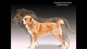 Maybe you would like to learn more about one of these? Central Asian Shepherd Dogs Youtube