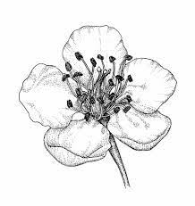 Hawthorn Flower Tattoo Designs Google Search Birth Flower Tattoos Flower Drawing Flower Sketches