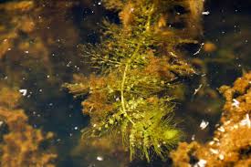 Image result for Utricularia australis