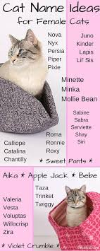 Cat Name Ideas For Female Cats Cat Names Cute Cat Names Kitten Names