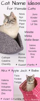 You can browse past popular. 65 Pet Name Ideas Pet Names Cat Names Kitten Names