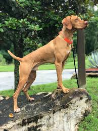 Golden meadows retrievers offers vizsla puppies for sale that are in a number of training stages. Golden View Vizslas Home Facebook
