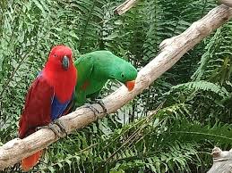 Gembira Loka Zoo Tiket 11 Aktivitas Desember 2020 Travelspromo