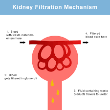 Polycystic Kidney Disease Medlineplus Genetics