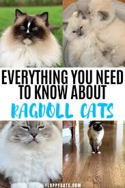 Ragdoll Cats Everything You Need To Know About Ragdoll Cats Kittens Ragdoll Cat Ragdoll Cats For Sale Ragdoll Cat Breed