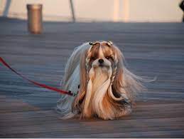 Shih Tzu Affectionate And Playful Shih Tzu Dog Shih Tzu Shih Tzu Haircuts