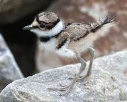 Baby Bird Too Cute Birds Small Birds Animals