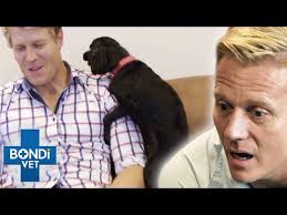 Crazy Hormonal Pets 😳🥴 Bondi Vet Compilation