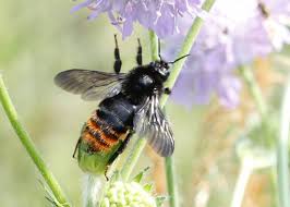 Image result for Bombus rupestris