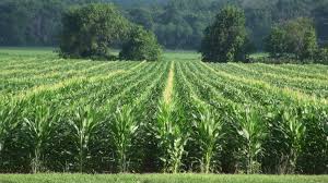 Corn School: Detasseling Critical For Seed Production – Realagriculture