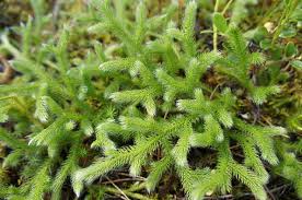 Image result for Lycopodium clavatum