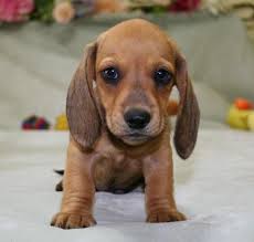 To learn more about adoption, visit aheinz57build.org. Mini Dachshund Puppies Available For Sale In Des Moines Iowa