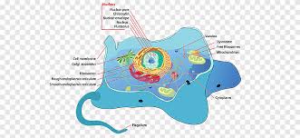 Lysosomes are isolated by sucrose density centrifugation. Plant Cell Cel Lula Animal Biology Cells Biology Cell Png Pngegg