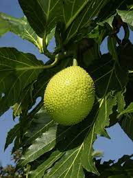 Breadfruit - Wikipedia