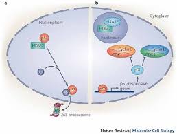 It then sends the subunits out to the rest of. The Multifunctional Nucleolus Nature Reviews Molecular Cell Biology