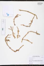 Image result for Sesamum parviflorum