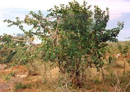 Image result for Piliostigma thonningii