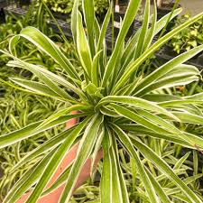 Image result for Chlorophytum hirsutum